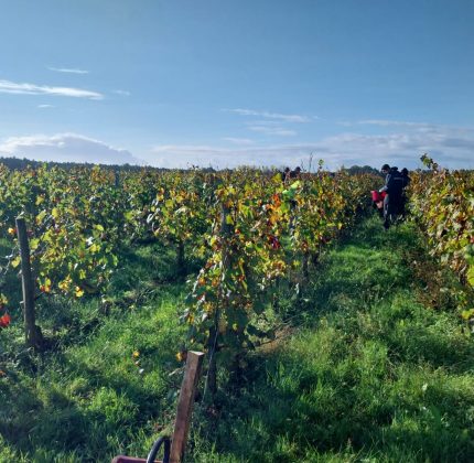 [CHÂTEAU DE VILLAMBIS] Vendanges 2024 : tradition et partage