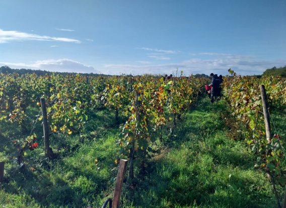 [CHÂTEAU DE VILLAMBIS] Vendanges 2024 : tradition et partage