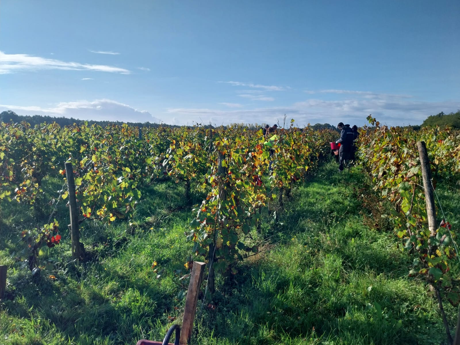 [CHÂTEAU DE VILLAMBIS] Vendanges 2024 : tradition et partage